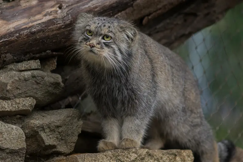 イフラヴァ動物園のマヌルネコの写真