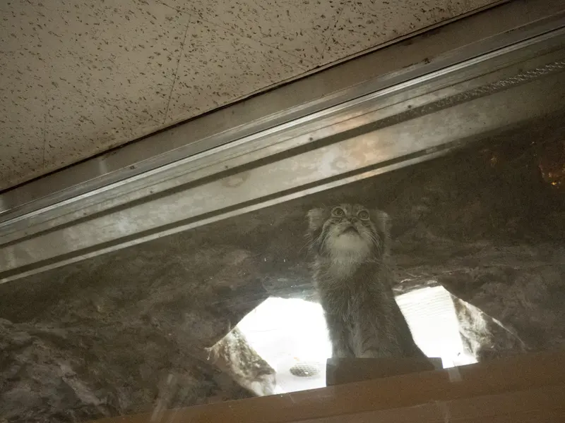 恩賜上野動物園のクリョンの写真
