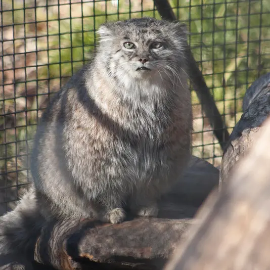 リー・リチャードソン動物園のデュードの写真