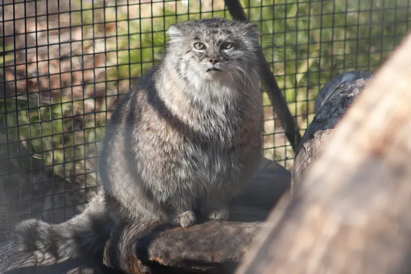 リー・リチャードソン動物園のデュードの写真