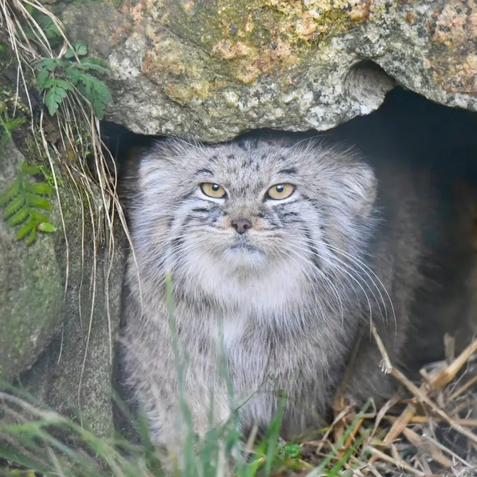 ヘラブルン動物園のスタブシの写真