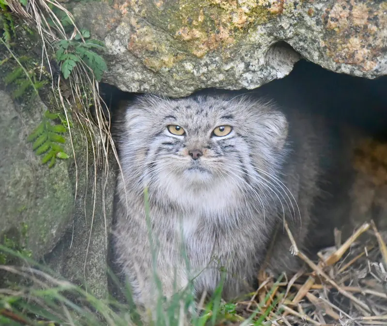 ヘラブルン動物園のスタブシの写真