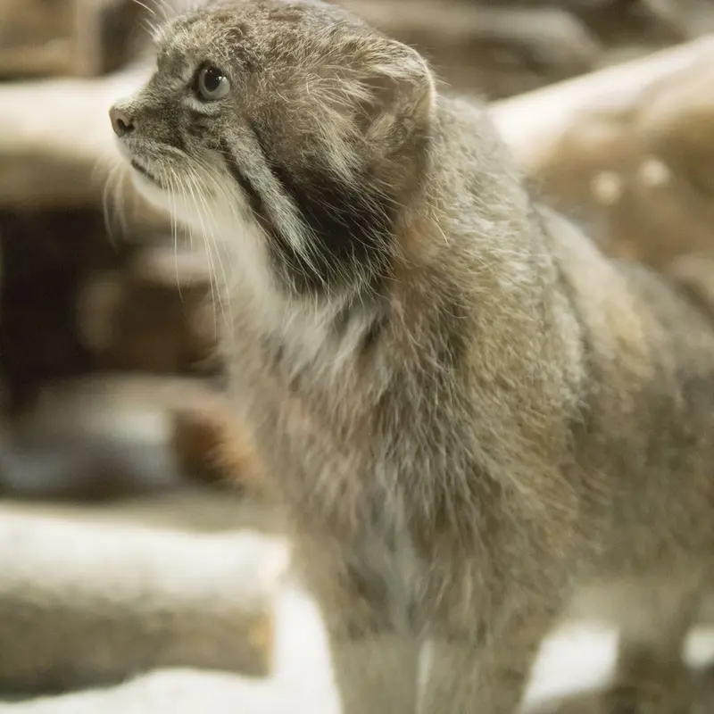 恩賜上野動物園のクリョンの写真