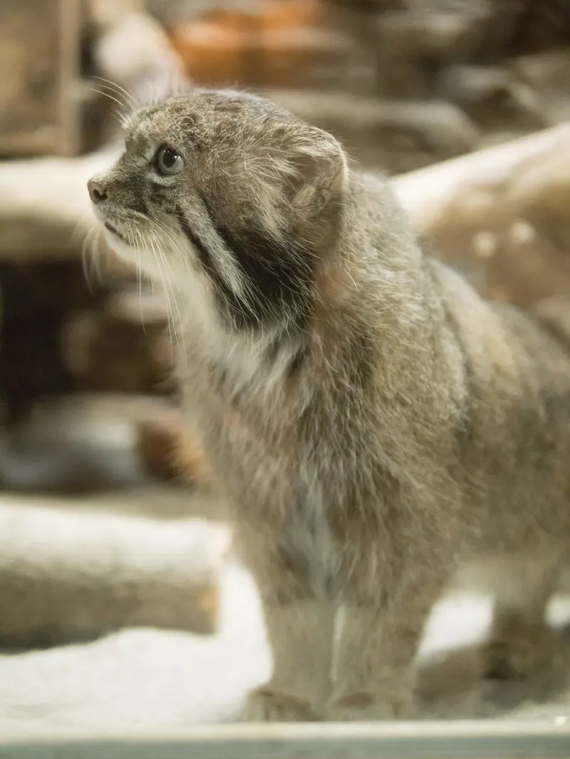 恩賜上野動物園のクリョンの写真
