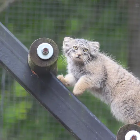 グダニスク動物園のサヤンの写真