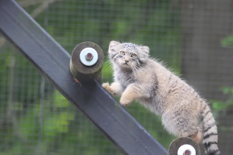 グダニスク動物園のサヤンの写真