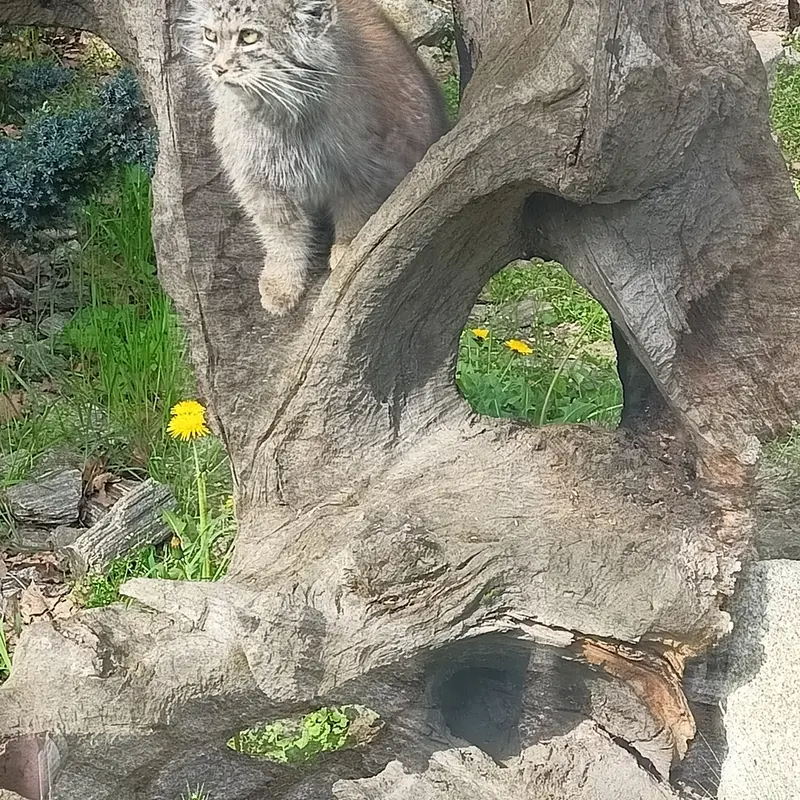ヴロツワフ動物園のマヌルネコの写真