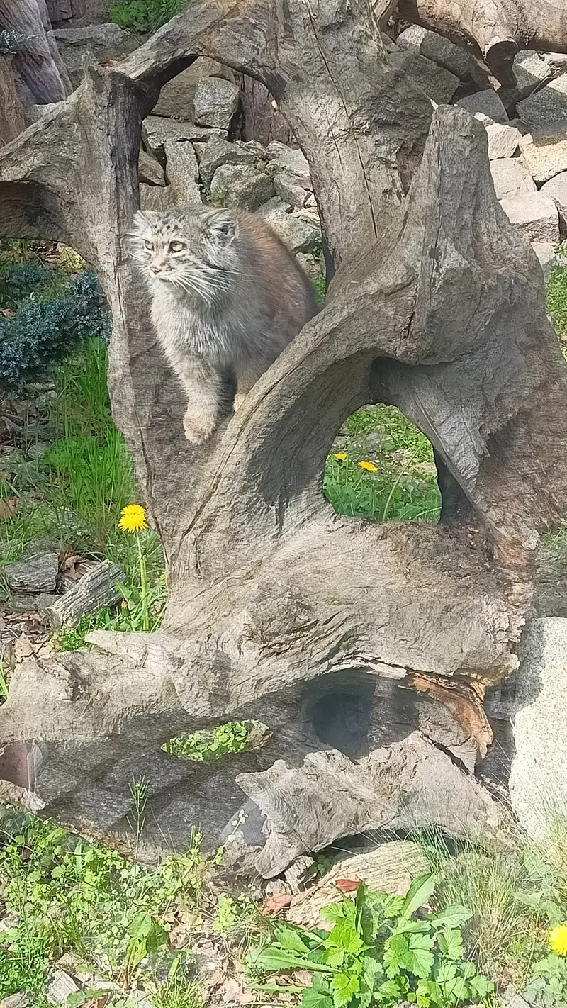 ヴロツワフ動物園のマヌルネコの写真