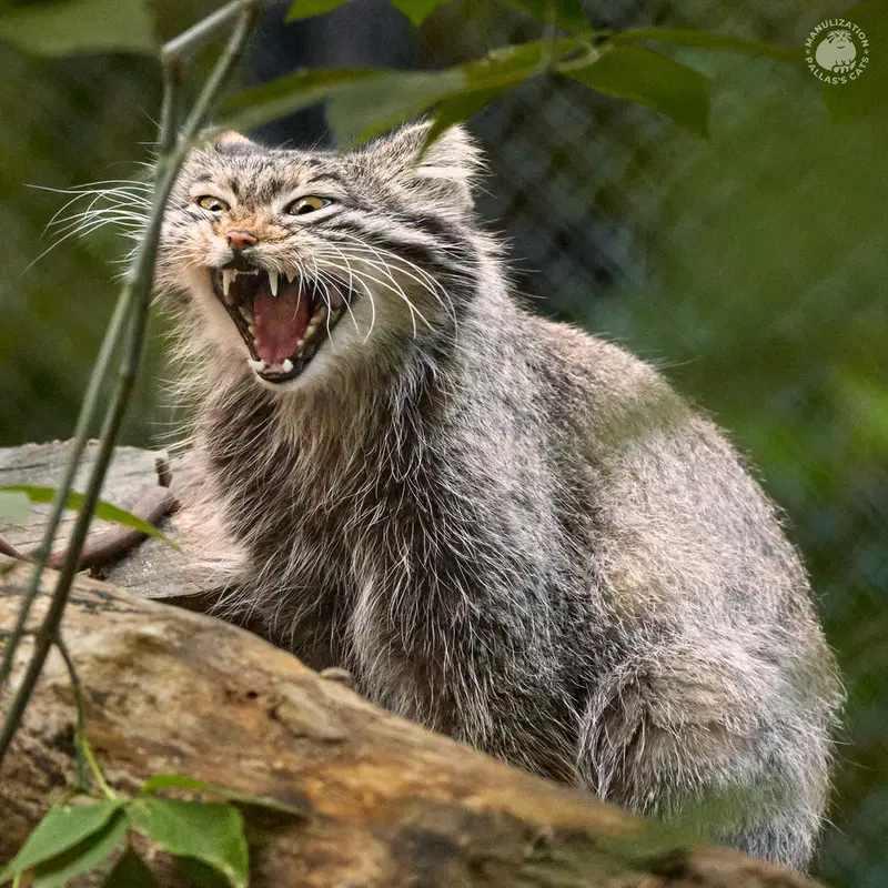 ノヴォシビルスク動物園のスネジンカの写真
