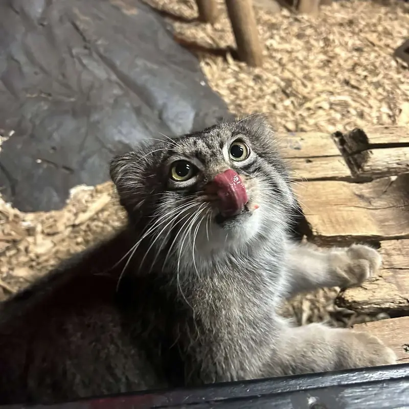 スペリオル湖動物園のパブの写真