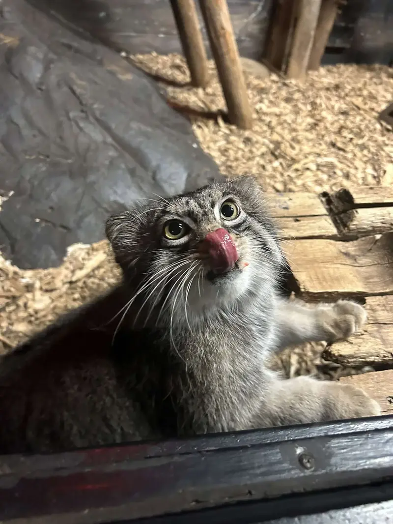 スペリオル湖動物園のパブの写真