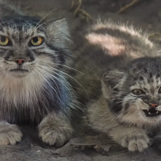 ブダペスト動物園＆植物園のボリス Ⅱの写真