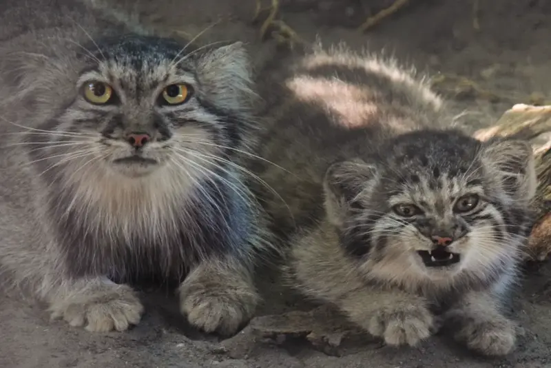 ブダペスト動物園・植物園のボリス Ⅱの写真