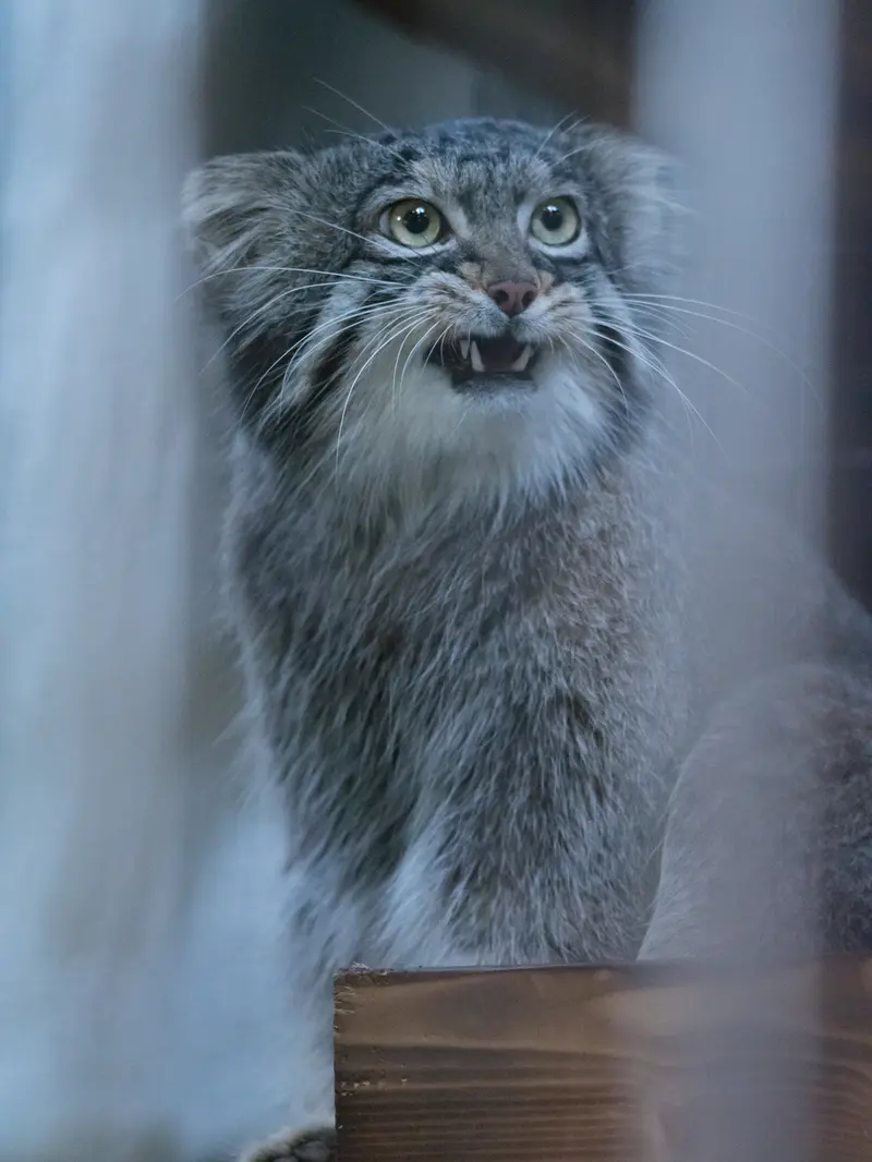 野毛山動物園のフィーガの写真