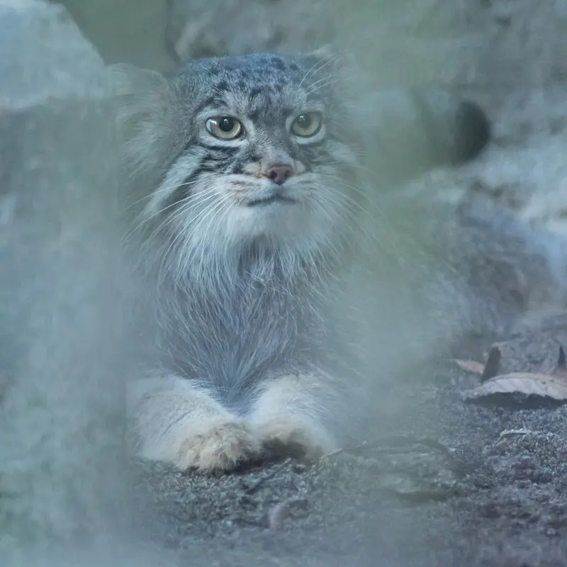 野毛山動物園のフィーガの写真