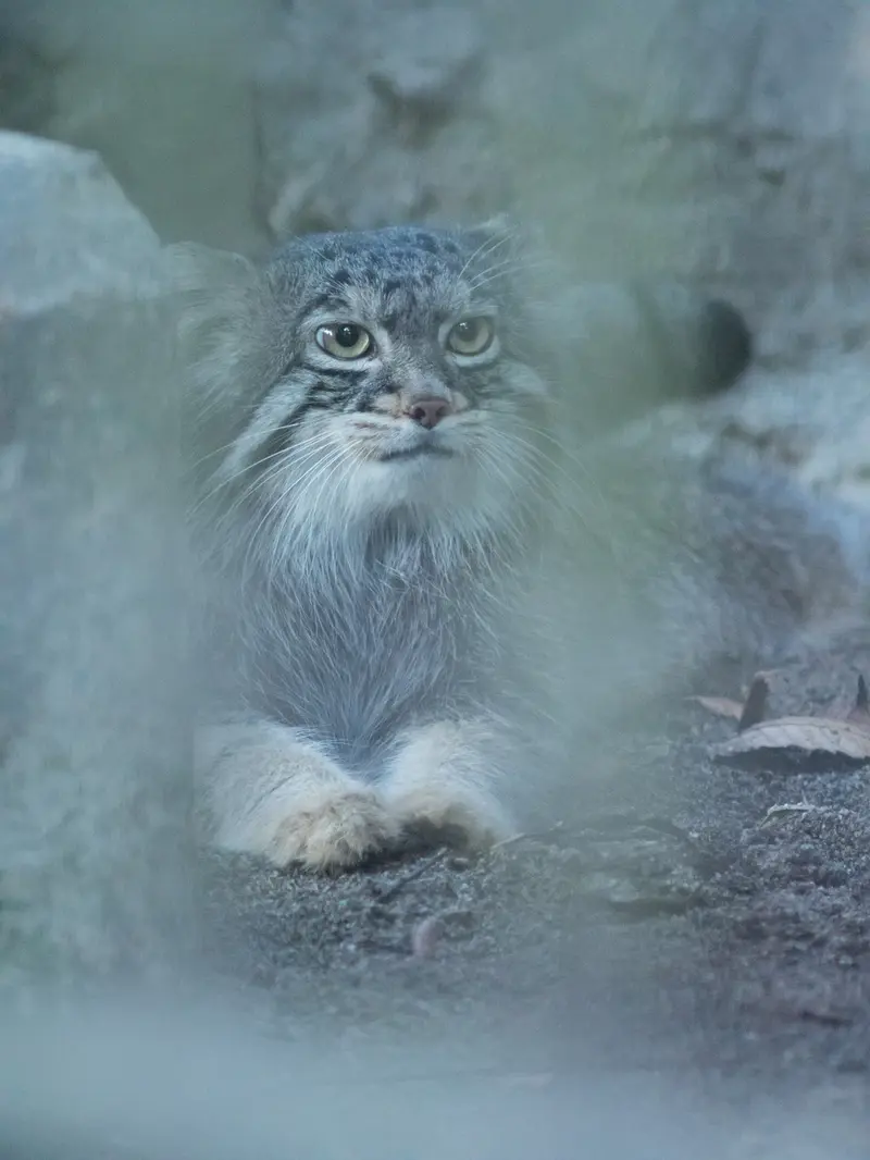野毛山動物園のフィーガの写真