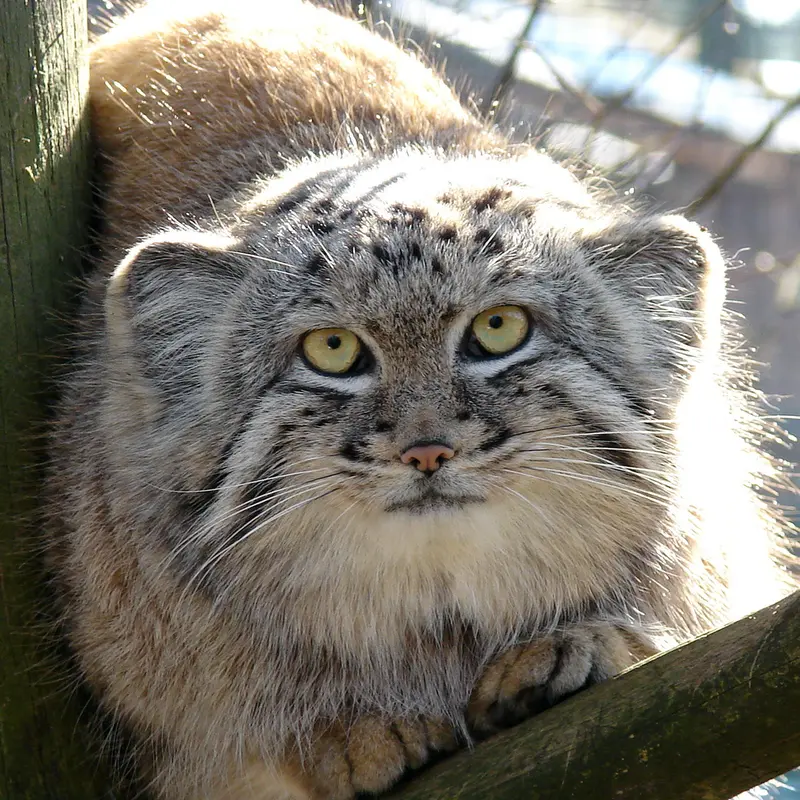 リガ動物園のハーストの写真