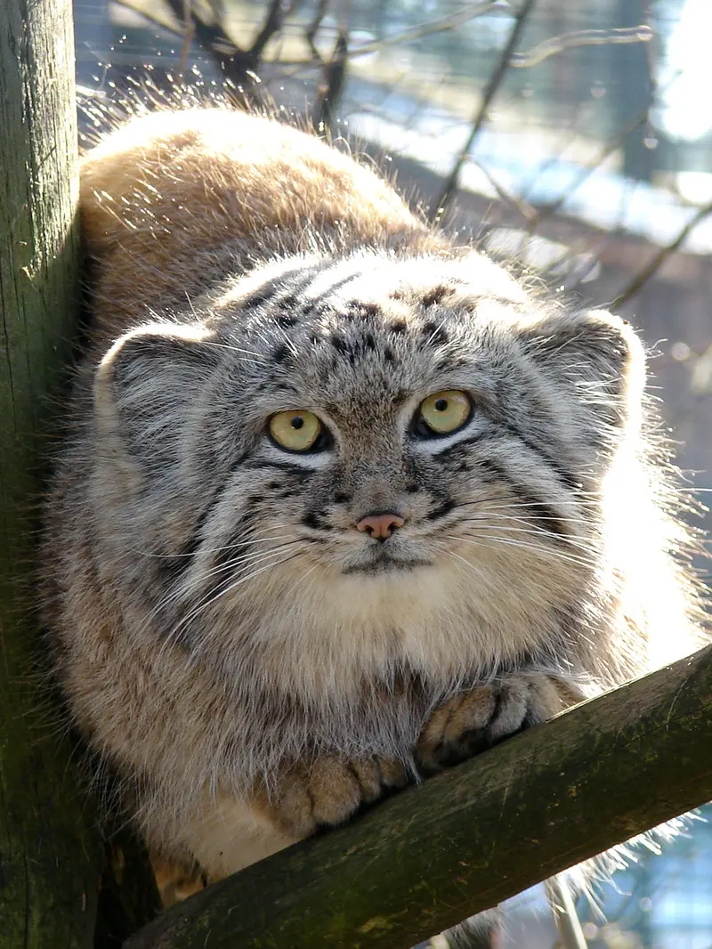 リガ動物園のハーストの写真