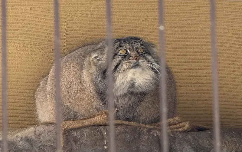旭山動物園のグルーシャの写真