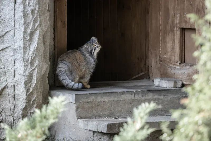 モスクワ動物園のティモフェイの写真