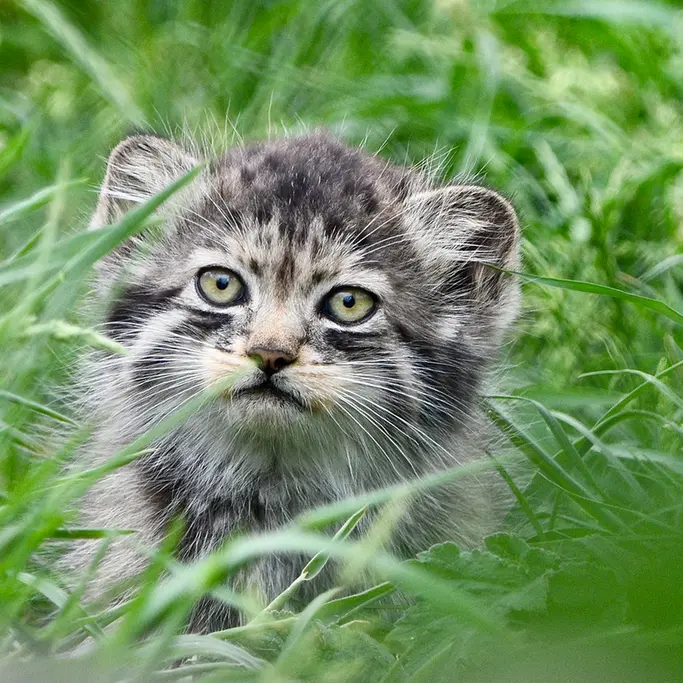 ポート・リムプネ・ワイルド・アニマル・パークのナムーの子猫 b. 2026 Ⅰの写真