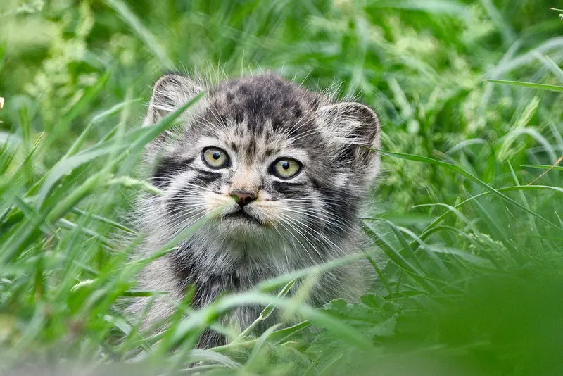 ポート・リムプネ・ワイルド・アニマル・パークのナムーの子猫 b. 2026 Ⅰの写真