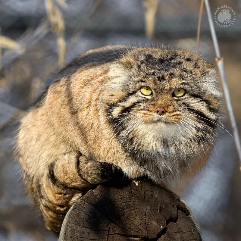 ノヴォシビルスク動物園のアチの写真