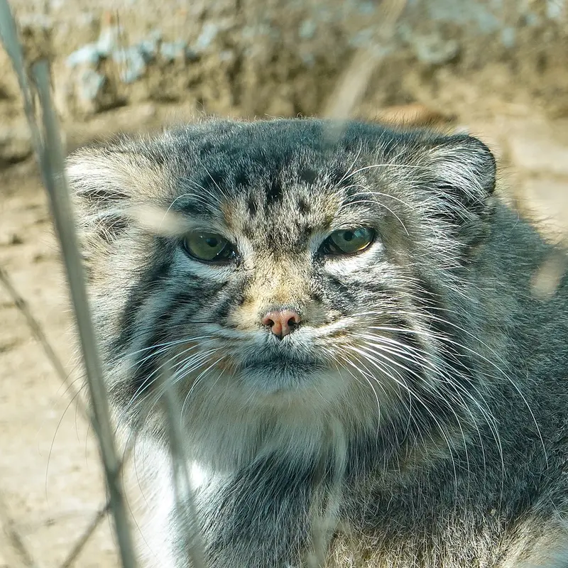 青海チベット高原野生動物園のマヌルネコのスン・シャオマン