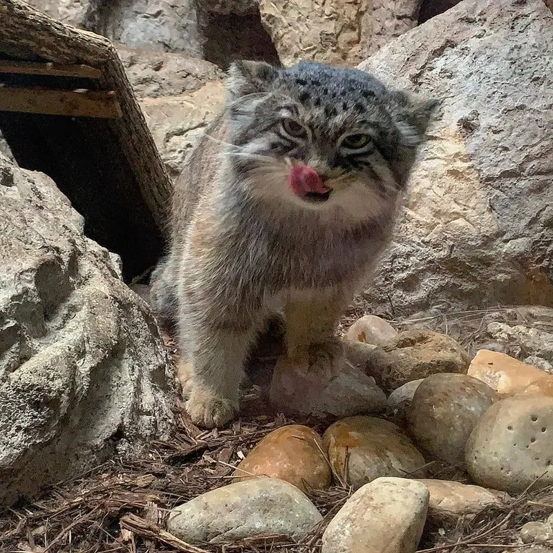バーミングハム動物園のバタールの写真