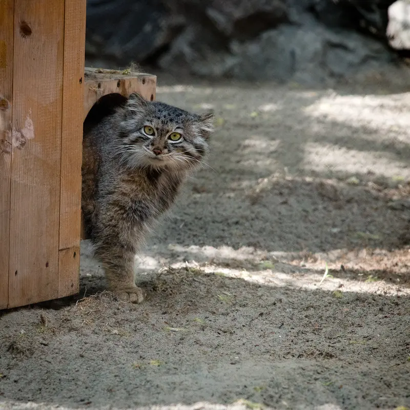 ノヴォシビルスク動物園のスネジャナの写真