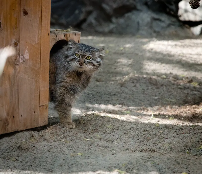ノヴォシビルスク動物園のスネジャナの写真