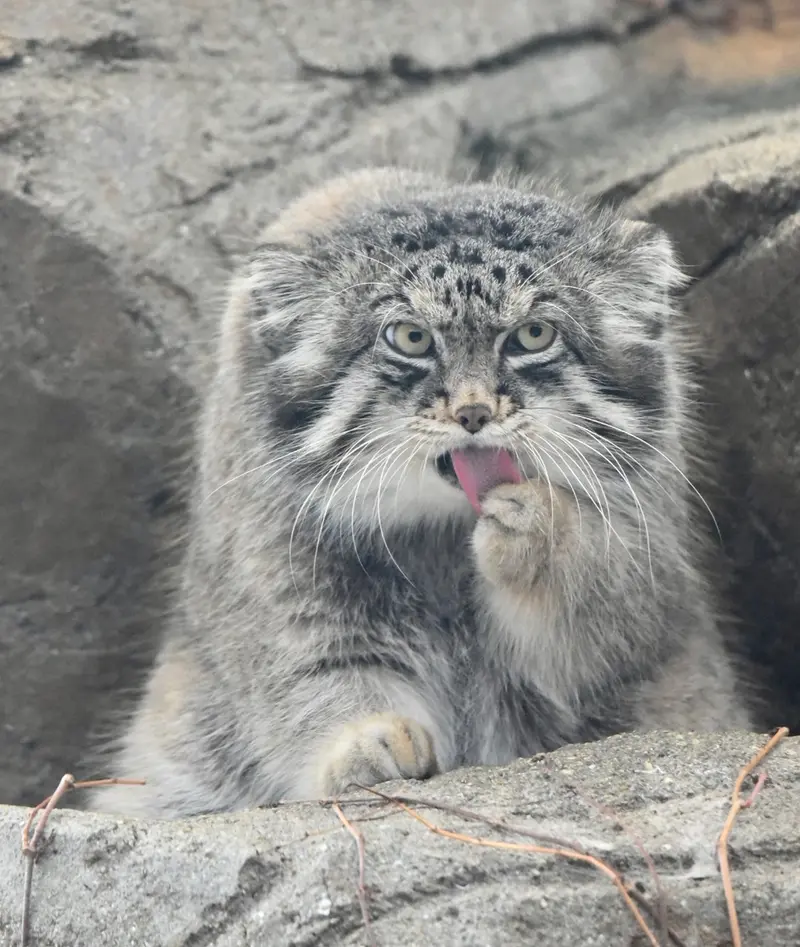 神戸市立王子動物園のイーリスの写真