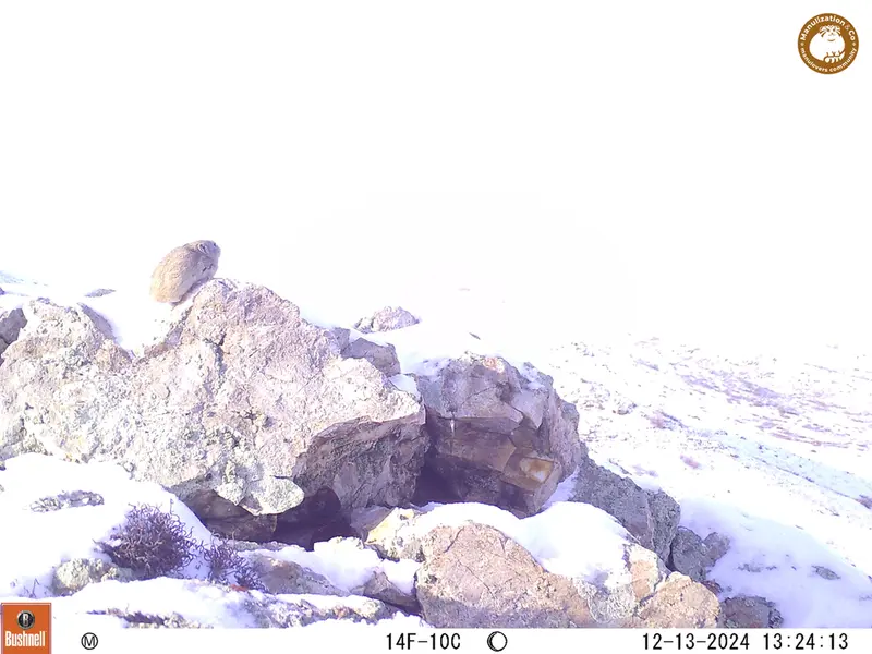 ベッショキー1カメラトラップで撮影したピカの写真