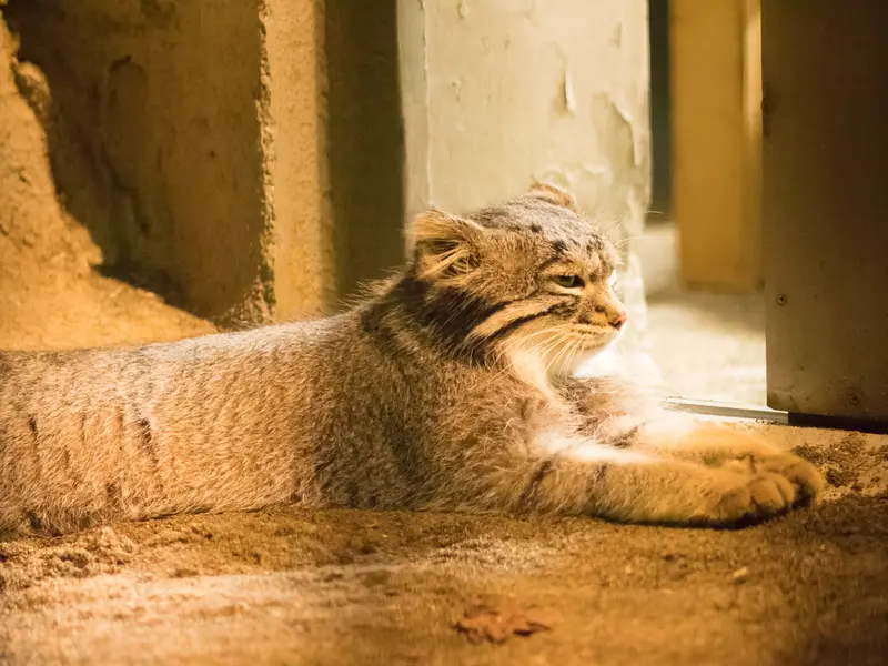 野毛山動物園のフィーガの写真