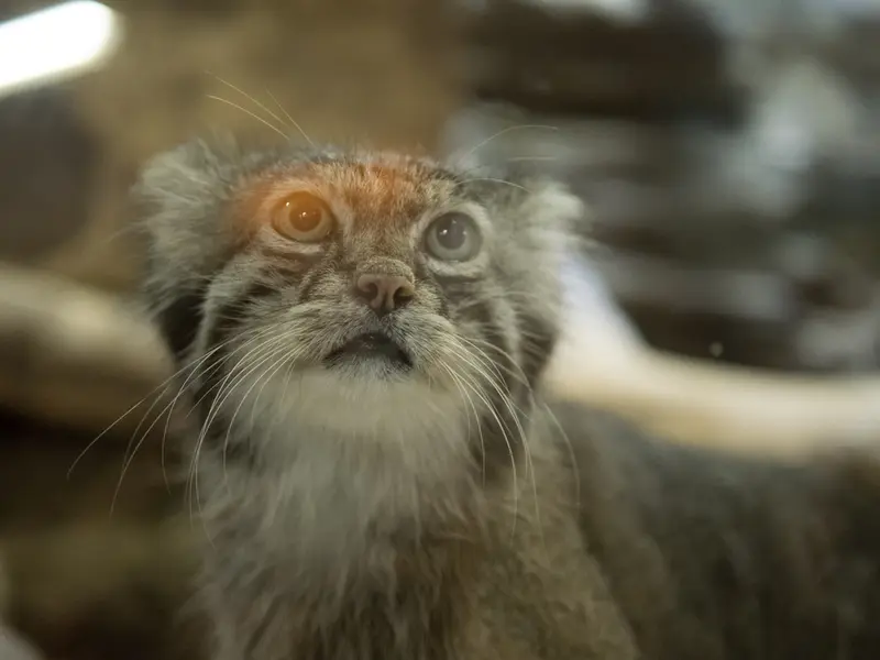 恩賜上野動物園のクリョンの写真