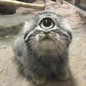 マヌルネコの写真