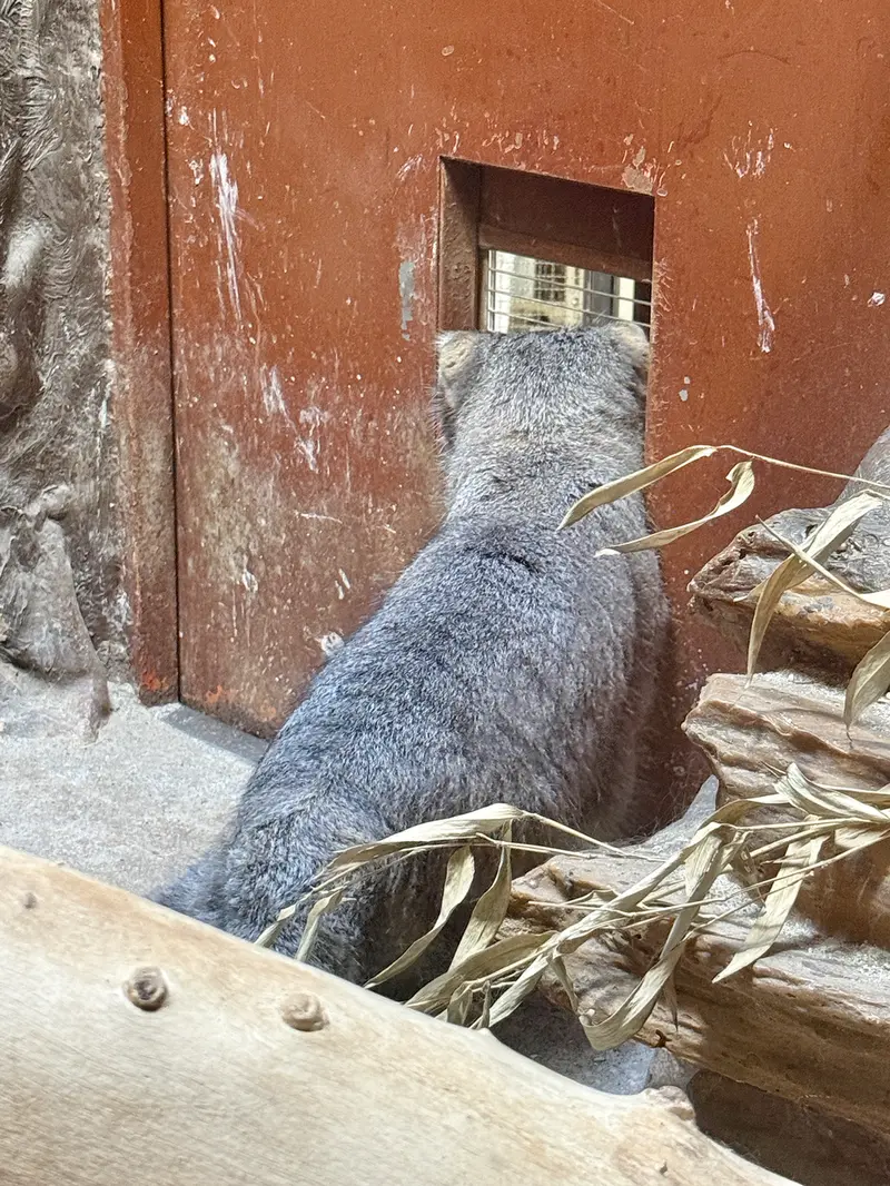 恩賜上野動物園のクリョンの写真