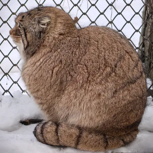 ノヴォシビルスク動物園のアチの写真