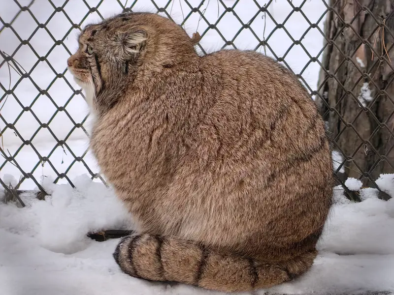 ノヴォシビルスク動物園のアチの写真