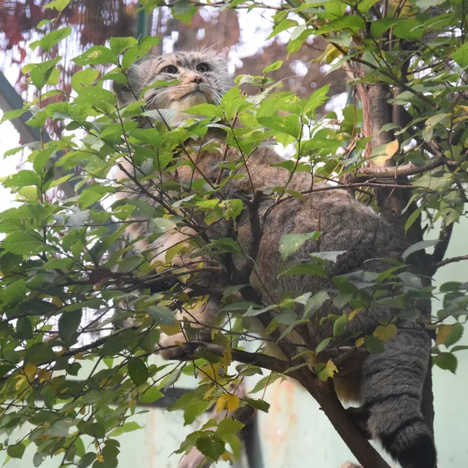 ブダペスト動物園＆植物園のボフスの写真