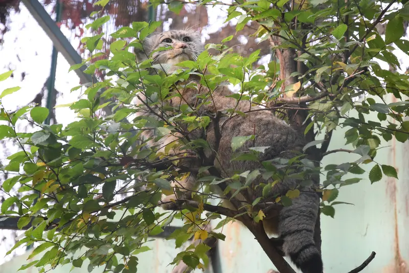 ブダペスト動物園＆植物園のボフスの写真
