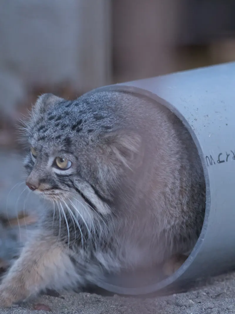 野毛山動物園のフィーガの写真