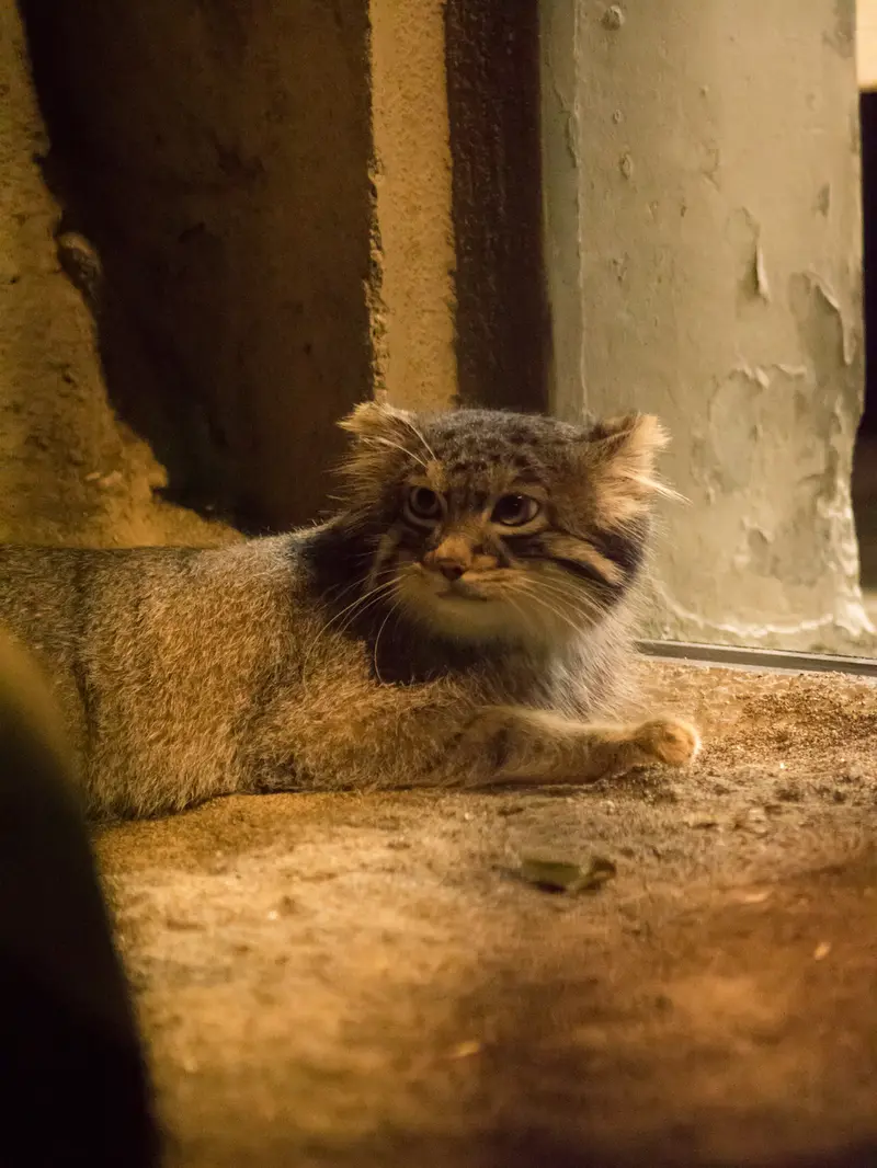 野毛山動物園のフィーガの写真