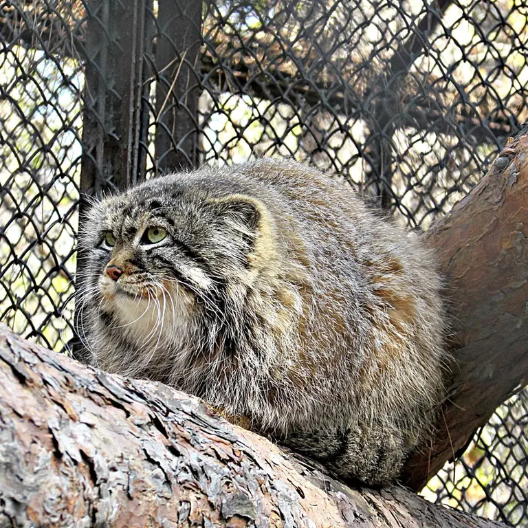 ノヴォシビルスク動物園のゼレノゴルスクの写真