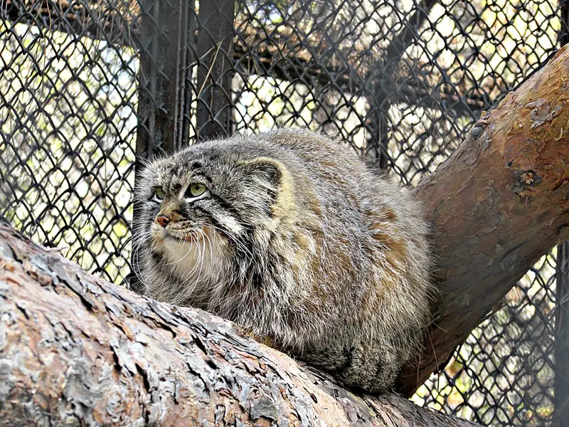 ノヴォシビルスク動物園のゼレノゴルスクの写真