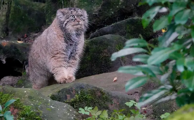 ロッテルダム動物園のポエスの写真