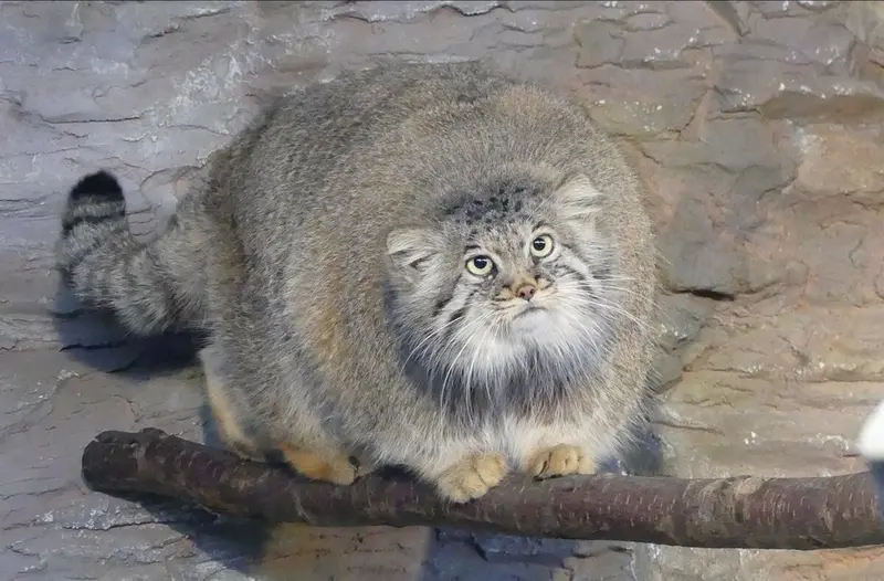 マヌルネコの写真