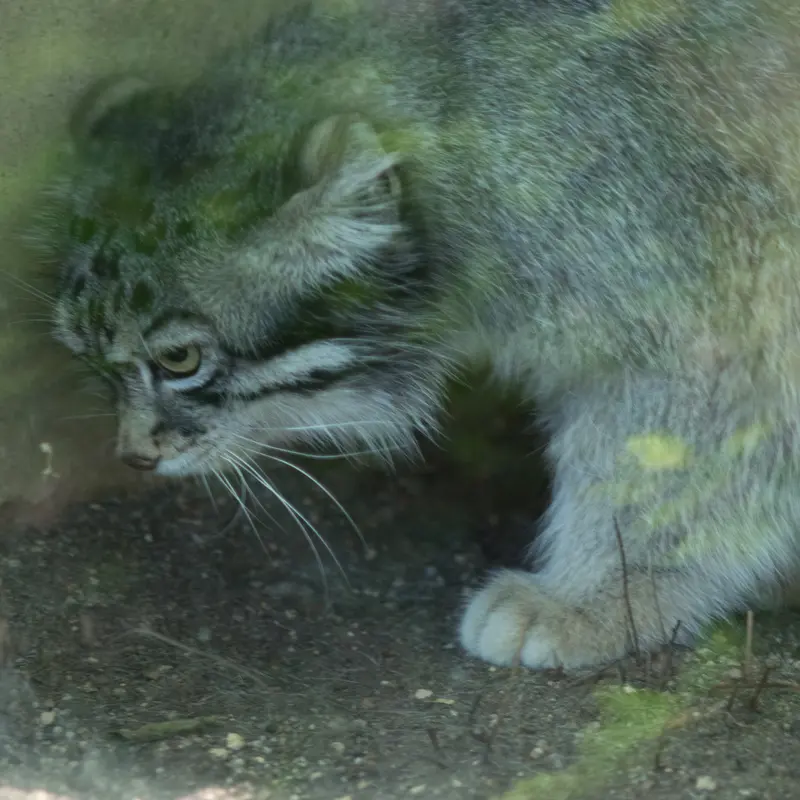 神戸市立王子動物園のイーリスの写真