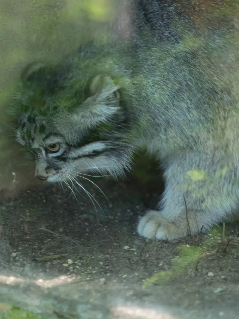神戸市立王子動物園のイーリスの写真