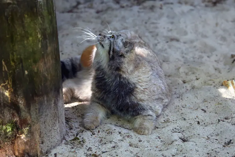 コシツェ動物園のアラニの子（2026年生まれ）Ⅱの写真